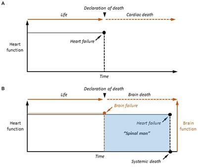 Between life and death: the brain twilight zones